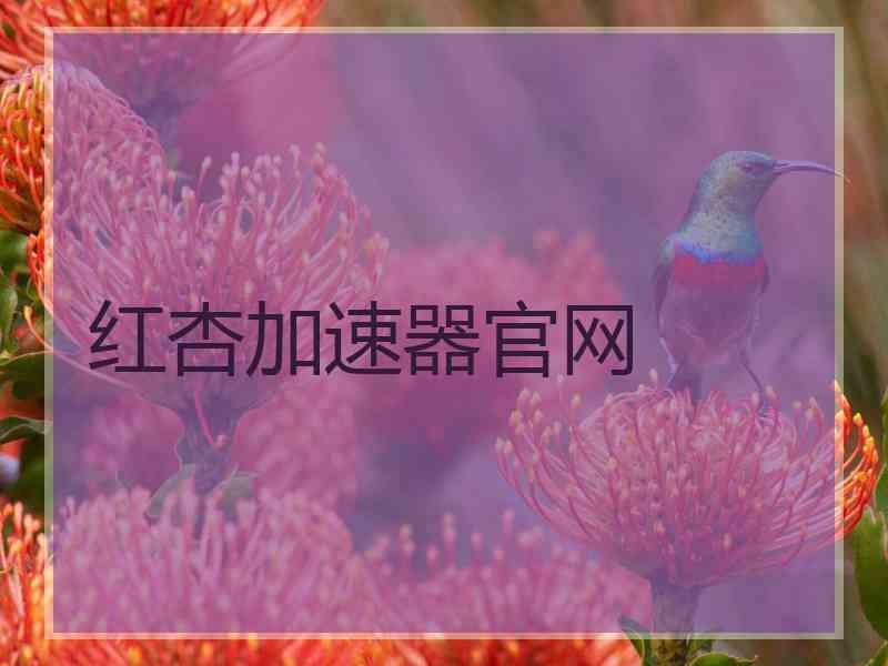 红杏加速器官网
