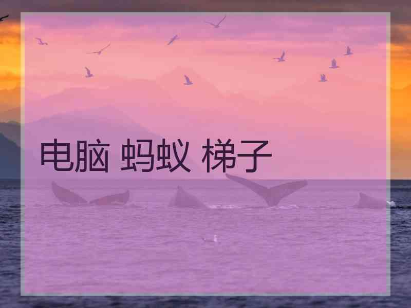 电脑 蚂蚁 梯子